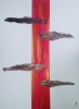 Ignium IX