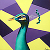 Pavo Real