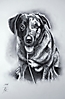 Un perro - retrato por encargo