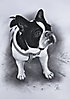 Retrato por encargo de un perro 