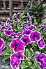 Floreadas 