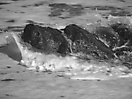 Piedras