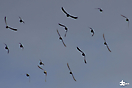 Volando