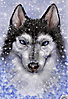 Husky under snow