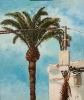 Palmera y poste