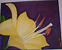 Lilium
