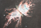 Nebulosa Insecto